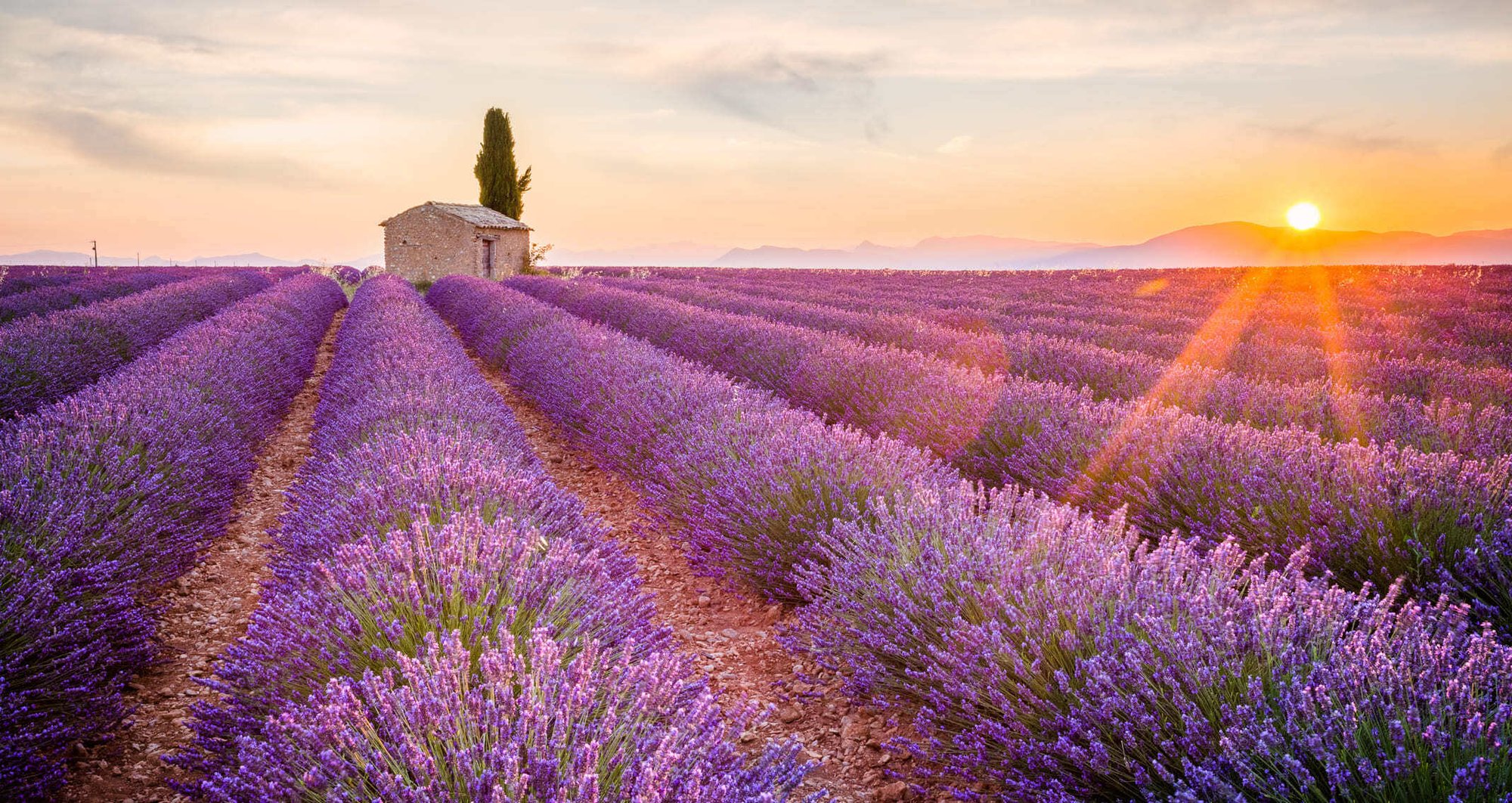 Lavender Field - Home