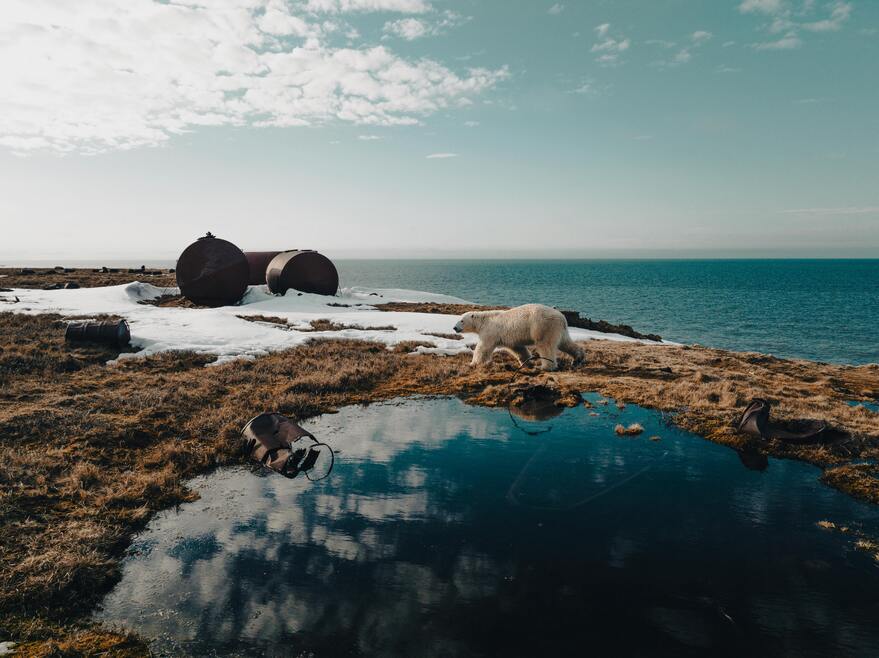 Polar Bear on Arctic Shoreline with Rusted Barrels, Russia-1